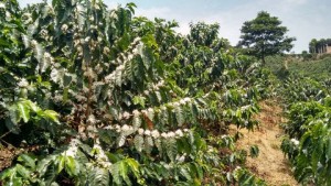 5LBS Ethiopia Sidamo Decaf Unroasted Green Coffee Beans