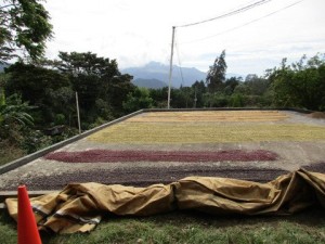 5LBS Guatemala Miramundo Unroasted Greeen Coffee Beans