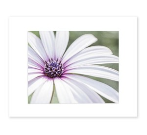 8x10 Matted Photographic Print - Fresh Floral Wall Art, 'Bed of Petals'