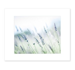 8x10 Matted Photographic Print - Rustic Floral Wall Decor, 'Buds of Lavender'